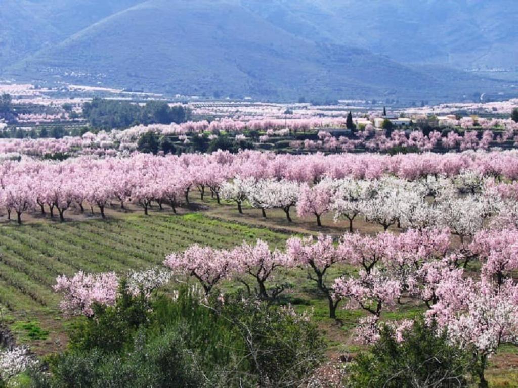 One Bed Apartment Overlooking Jalon Valley, Costa Blanca Alcalalí 외부 사진